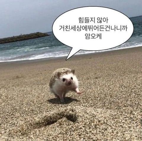 content image 0
