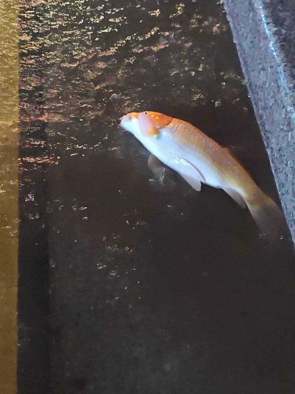 content image 1