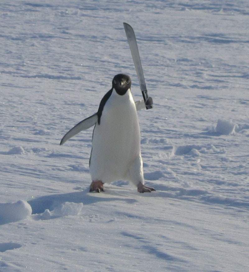 content image 1