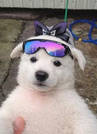 content image 0