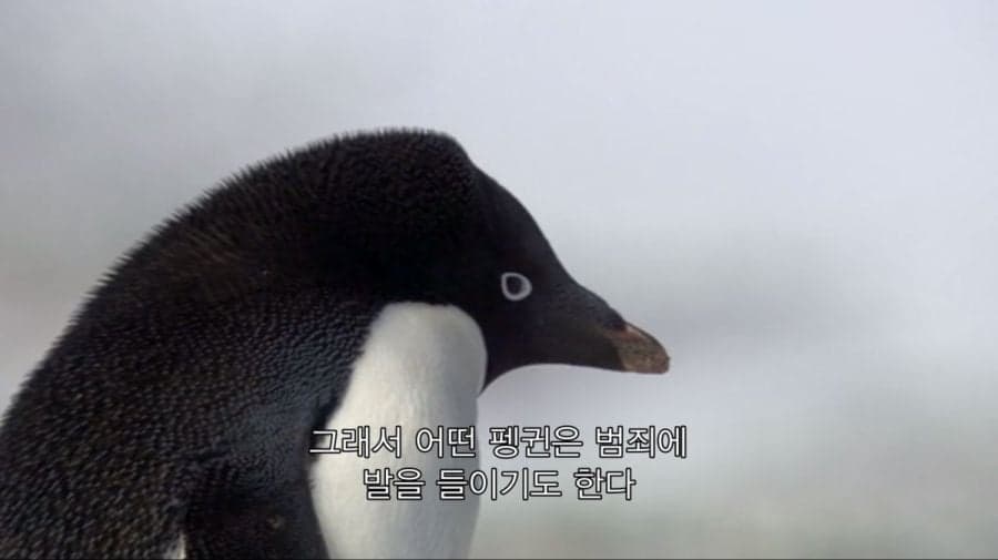 content image 0
